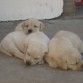 Bart, Homero y Mora, haciendo su siesta todavia en casa.